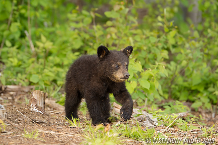 wildlife;bear;bears;black bear;Ursus americanus;Sugar Hill;NH;Cub;D4s