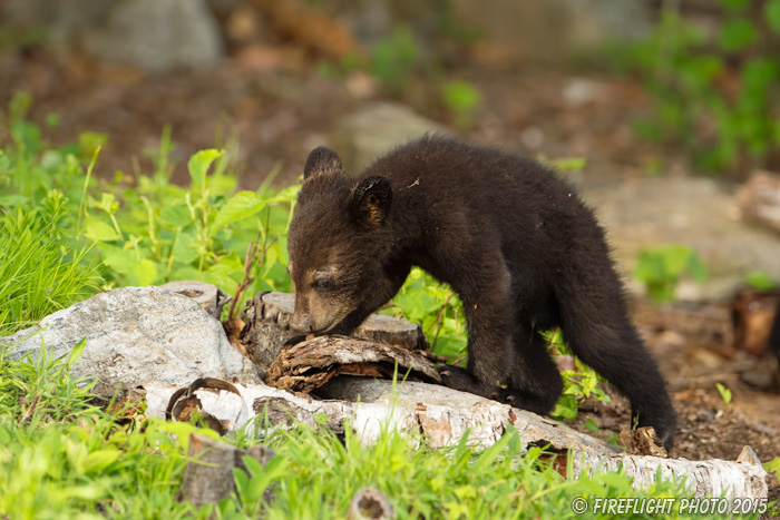 wildlife;bear;bears;black bear;Ursus americanus;Sugar Hill;NH;Cubs;cub;D4s
