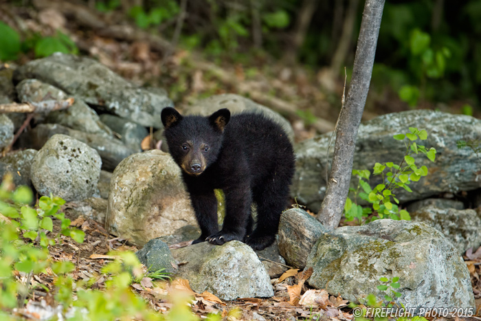 wildlife;bear;bears;black bear;Ursus americanus;Sugar Hill;NH;Cub;rocks;D4s