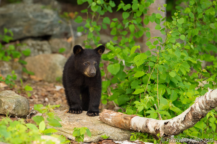 wildlife;bear;bears;black bear;Ursus americanus;Sugar Hill;NH;Cub;birch;D4s