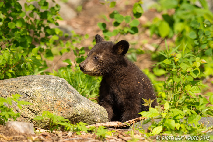 wildlife;bear;bears;black bear;Ursus americanus;Sugar Hill;NH;Cub;D4s