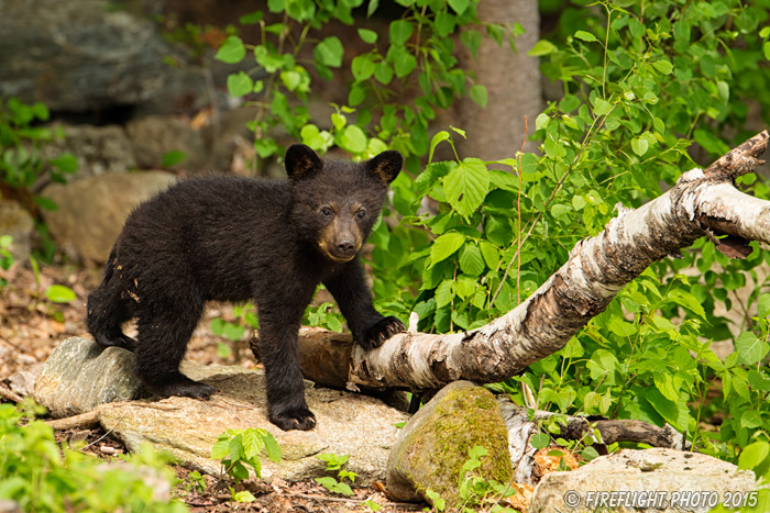 wildlife;bear;bears;black bear;Ursus americanus;Sugar Hill;NH;Cub;D4s