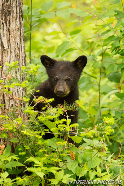 wildlife;bear;bears;black bear;Ursus americanus;Sugar Hill;NH;Cub;D4s