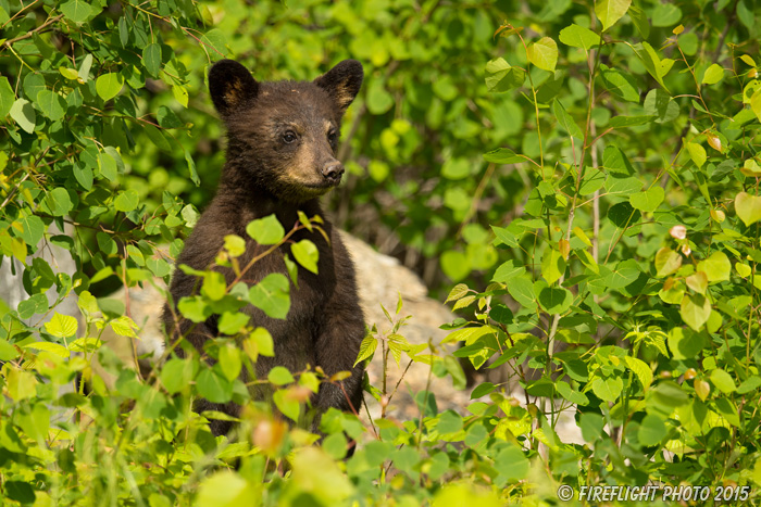 wildlife;bear;bears;black bear;Ursus americanus;Sugar Hill;NH;Cub;Leaves;D4s
