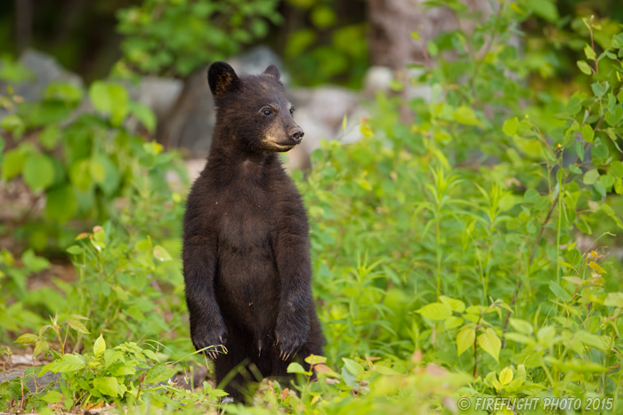 wildlife;bear;bears;black bear;Ursus americanus;Sugar Hill;NH;Cub;standing;D4s