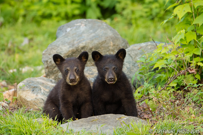 wildlife;bear;bears;black bear;Ursus americanus;Sugar Hill;NH;Cubs;D4s