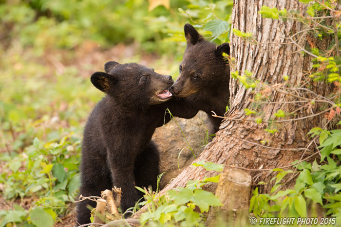 wildlife;bear;bears;black bear;Ursus americanus;Sugar Hill;NH;Cubs;D4s