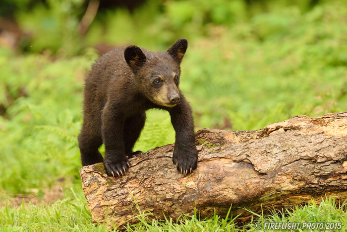 wildlife;bear;bears;black bear;Ursus americanus;Sugar Hill;NH;Cub;climbing;log;D4s