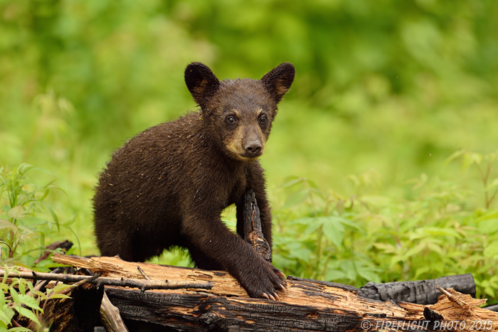 wildlife;bear;bears;black bear;Ursus americanus;Sugar Hill;NH;Cub;burnt;D4s