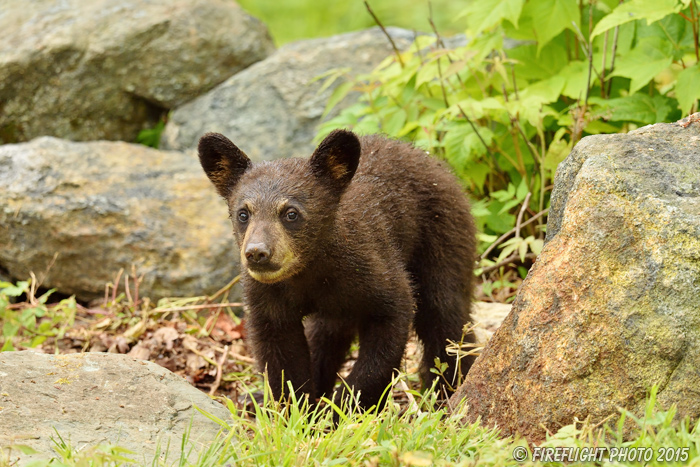 wildlife;bear;bears;black bear;Ursus americanus;Sugar Hill;NH;Cub;D4s