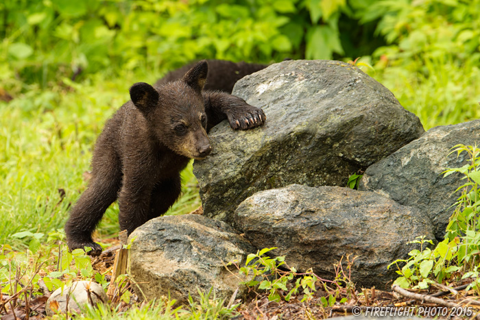 wildlife;bear;bears;black bear;Ursus americanus;Sugar Hill;NH;Cub;climbing;D4s