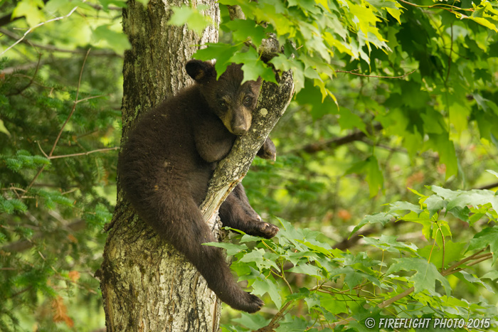 wildlife;bear;bears;black bear;Ursus americanus;Sugar Hill;NH;Cub;tree;sleeping;D4s