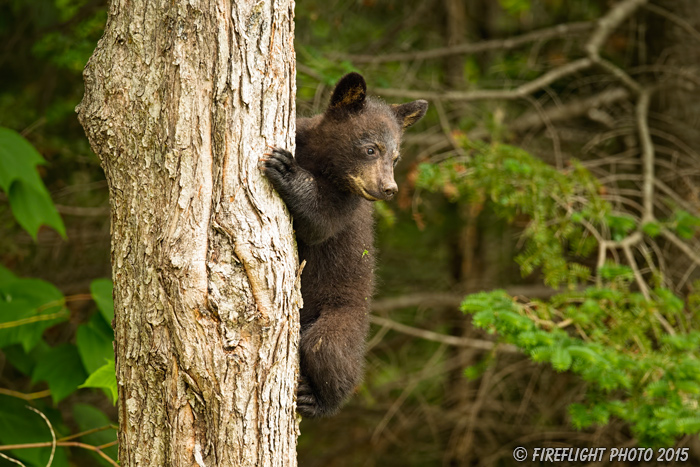 wildlife;bear;bears;black bear;Ursus americanus;Sugar Hill;NH;Cub;climbing;D4s