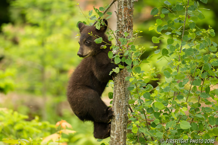 wildlife;bear;bears;black bear;Ursus americanus;Sugar Hill;NH;Cub;tree;climbing;D4s