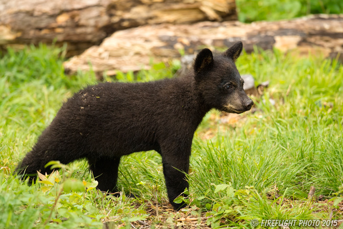 wildlife;bear;bears;black bear;Ursus americanus;Sugar Hill;NH;Cub;D4s