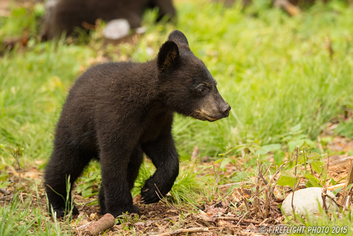 wildlife;bear;bears;black bear;Ursus americanus;Sugar Hill;NH;Cub;D4s