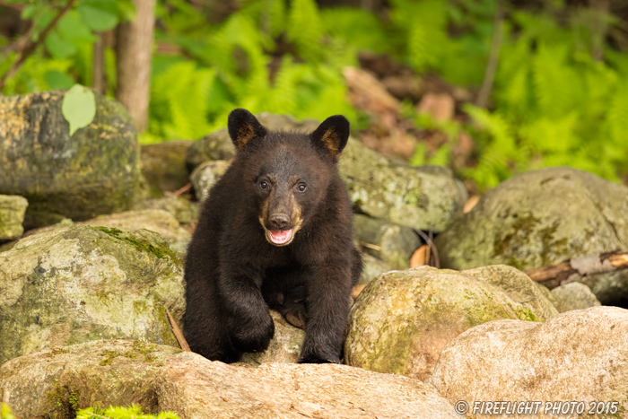 wildlife;bear;bears;black bear;Ursus americanus;Sugar Hill;NH;Cub;D4s