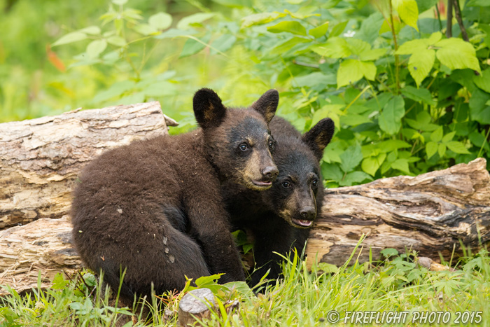 wildlife;bear;bears;black bear;Ursus americanus;Sugar Hill;NH;Cubs;D4s