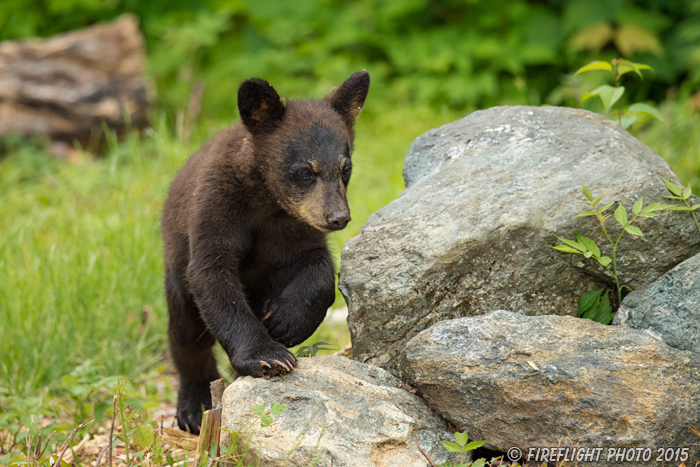 wildlife;bear;bears;black bear;Ursus americanus;Sugar Hill;NH;Cubs;D4s