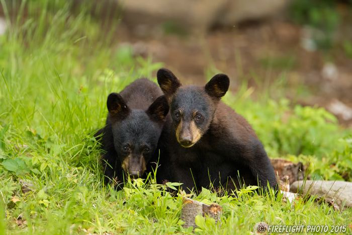 wildlife;bear;bears;black bear;Ursus americanus;Sugar Hill;NH;Cubs;D4s