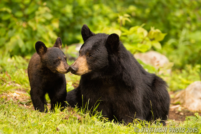 wildlife;bear;bears;black bear;Ursus americanus;Sugar Hill;NH;Cub;kiss;D4s