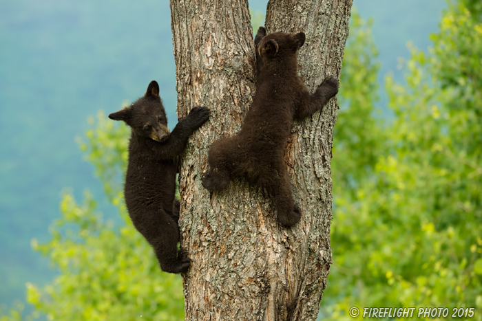 wildlife;bear;bears;black bear;Ursus americanus;Sugar Hill;NH;Cubs;climbing;D4s