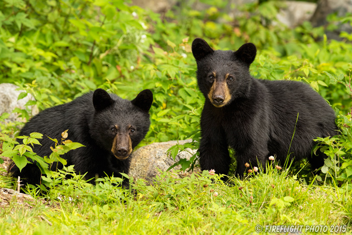 wildlife;bear;bears;black bear;Ursus americanus;Sugar Hill;NH;Cubs;D4s