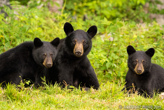 wildlife;bear;bears;black bear;Ursus americanus;Sugar Hill;NH;Cub;rocks;D4s