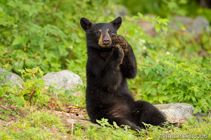 wildlife;bear;bears;black bear;Ursus americanus;Sugar Hill;NH;Cub;cute;D4s