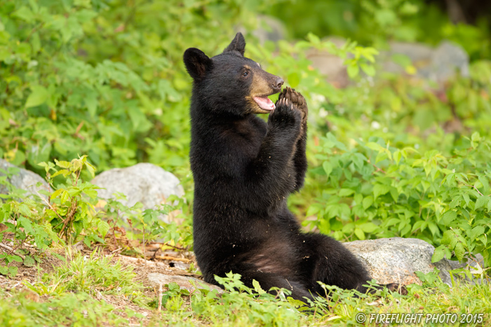 wildlife;bear;bears;black bear;Ursus americanus;Sugar Hill;NH;Cub;cute;D4s