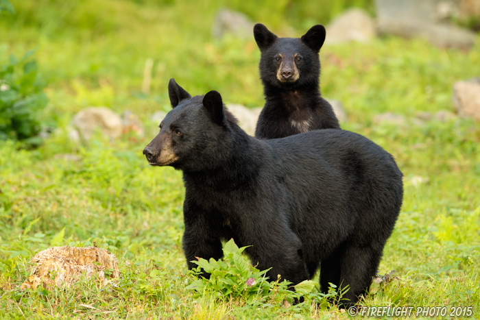 wildlife;bear;bears;black bear;Ursus americanus;Sugar Hill;NH;Cub;rocks;D4s