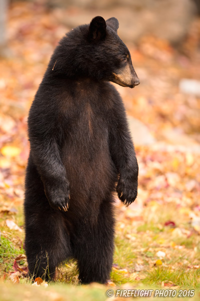 wildlife;bear;bears;black bear;Ursus americanus;Sugar Hill;NH;Cub;fall;foliage;D4s