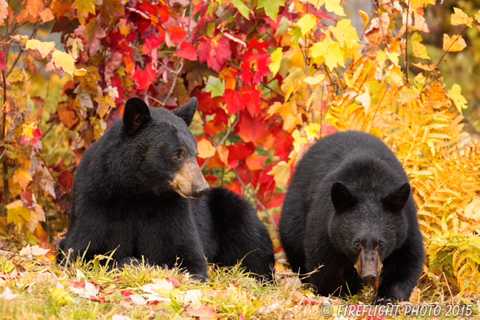 wildlife;bear;bears;black bear;Ursus americanus;Sugar Hill;NH;female;cub;foliage;D4s;600mm