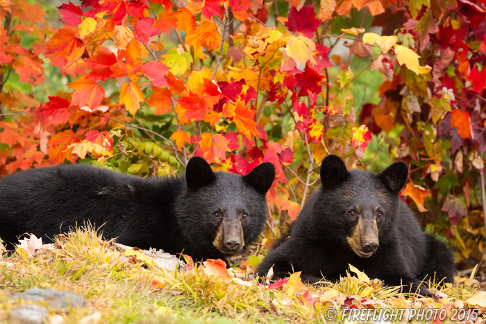wildlife;bear;bears;black bear;Ursus americanus;Sugar Hill;NH;cubs;foliage;D4s;600mm
