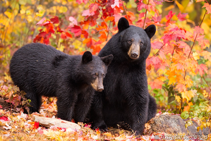wildlife;bear;bears;black bear;Ursus americanus;Sugar Hill;NH;Cub;foliage;D4s