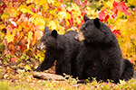 wildlife;bear;bears;black-bear;Ursus-americanus;Northern-NH;NH;female;foliage;D4s