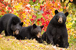 wildlife;bear;bears;black-bear;Ursus-americanus;Northern-NH;NH;female;cubs;foliage