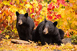 wildlife;bear;bears;black-bear;Ursus-americanus;Northern-NH;NH;female;foliage;D4s