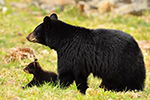 wildlife;bear;bears;black-bear;Ursus-americanus;Northern-NH;NH;Cubs;field;grass;D5