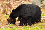 wildlife;bear;bears;black-bear;Ursus-americanus;Northern-NH;NH;Cubs;field;grass;D5