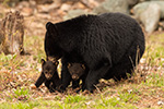 wildlife;bear;bears;black-bear;Ursus-americanus;Northern-NH;NH;Cubs;field;grass;D5