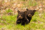 wildlife;bear;bears;black-bear;Ursus-americanus;Northern-NH;NH;Cubs;Grass;D5