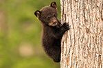 wildlife;bear;bears;black-bear;Ursus-americanus;Northern-NH;NH;Cub;tiny;tree;D5