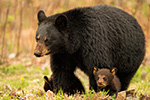 wildlife;bear;bears;black-bear;Ursus-americanus;Northern-NH;NH;Cubs;field;grass;D5