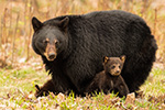 wildlife;bear;bears;black-bear;Ursus-americanus;Northern-NH;NH;Cubs;field;grass;D5