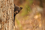 wildlife;bear;bears;black-bear;Ursus-americanus;Northern-NH;NH;Cub;tiny;tree;D5
