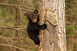 wildlife;bear;bears;black-bear;Ursus-americanus;Northern-NH;NH;Cub;tiny;tree;D5