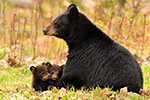 wildlife;bear;bears;black-bear;Ursus-americanus;Northern-NH;NH;Cubs;field;grass;D5