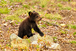 wildlife;bear;bears;black-bear;Ursus-americanus;Northern-NH;NH;Cub;tiny;rocks;D5