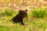 wildlife;bear;bears;black-bear;Ursus-americanus;Northern-NH;NH;Cub;tiny;grass;D5